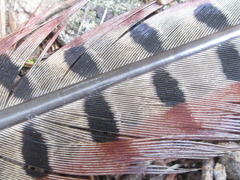 Phasianus colchicus karpowi