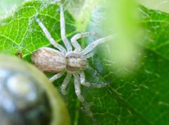Philodromus dispar