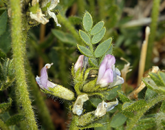 Oxytropis borealis viscida