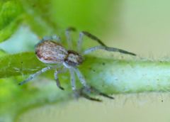 Philodromus dispar