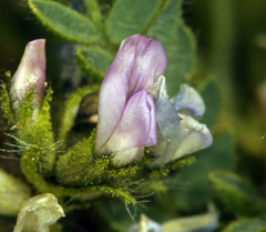 Oxytropis borealis viscida