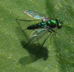 Condylostylus caudatus