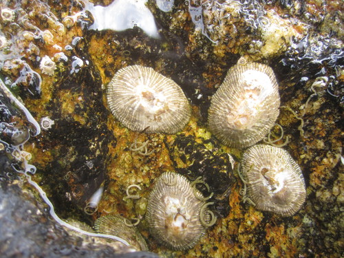 Striped false limpet
