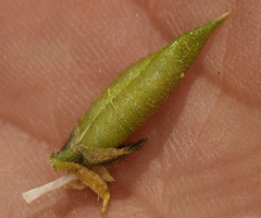 Oxytropis borealis viscida