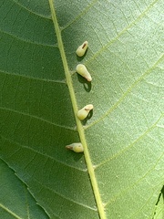 Caryomyia recurvata