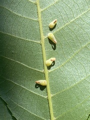 Caryomyia recurvata