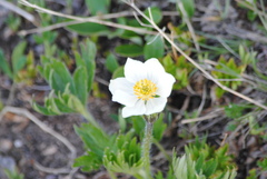 Anemonastrum zephyrum