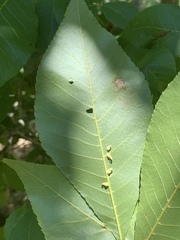 Caryomyia recurvata
