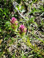 Castilleja lassenensis