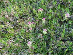 Castilleja lassenensis