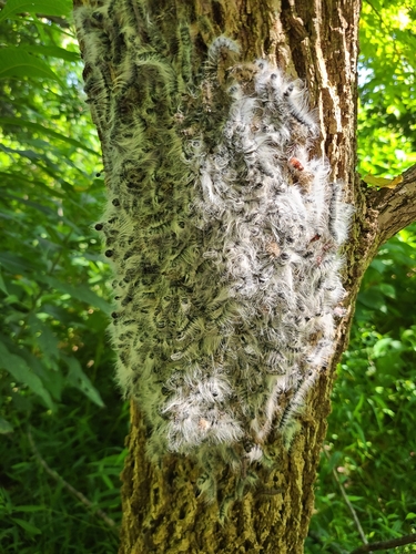 Walnut Caterpillar Moth photo 5