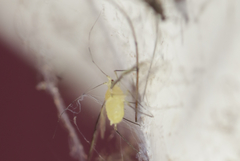 Aphidina
