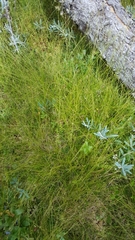 Carex billingsii