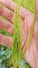 Carex billingsii