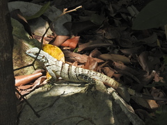 Ctenosaura similis similis