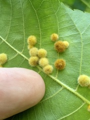 Caryomyia holotricha