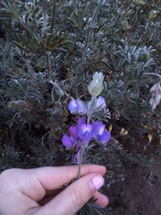 Lupinus albifrons