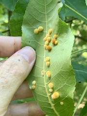 Caryomyia holotricha