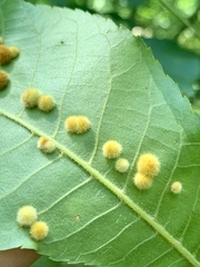 Caryomyia holotricha