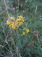 Solidago virgaurea