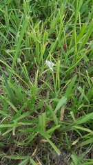 Lepidoptera