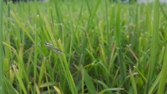 Lepidoptera