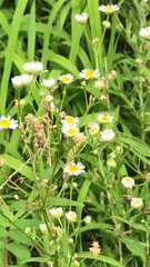 Erigeron