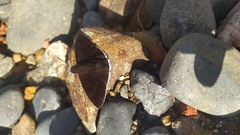 Pellicia