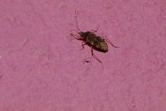 Balboa variabilis