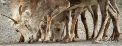 Ovis dalli stonei