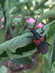 Stictoleptura canadensis