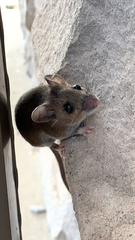 Peromyscus
