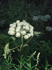 Angelica sylvestris