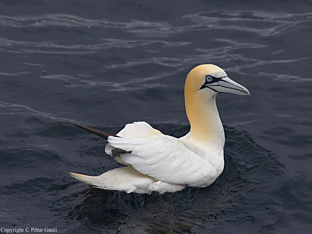 Northern Gannet (The Sibley Guide to Bird Life & Behavior) · iNaturalist