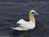 Northern Gannet - Photo (c) PÃ©tur Gauti Valgeirsson, some rights reserved (CC BY-NC-SA)