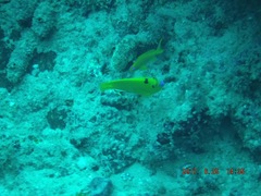 Apolemichthys trimaculatus