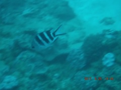 Abudefduf natalensis