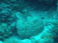 Chaetodon guttatissimus