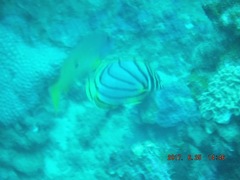 Chaetodon meyeri