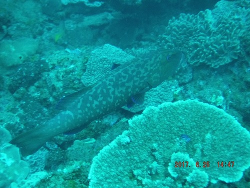 Plectropomus punctatus