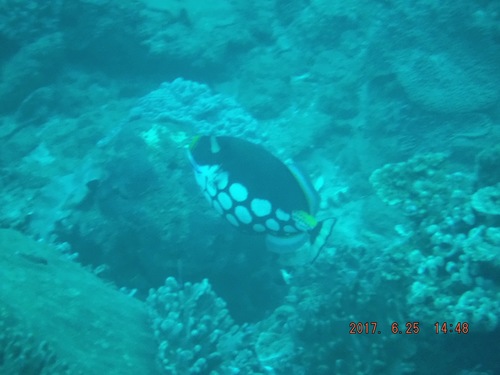 Balistoides conspicillum