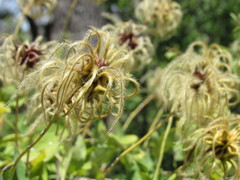 Clematis texensis