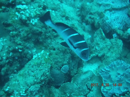 Plectorhinchus playfairi