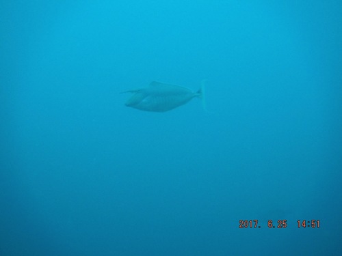 Naso brachycentron