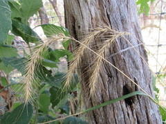 Elymus interruptus
