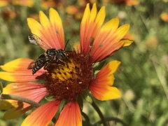 Synocoelioxys