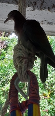 Patagioenas