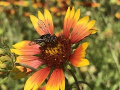Synocoelioxys