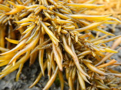 Sargassum fusiforme