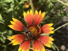 Synocoelioxys